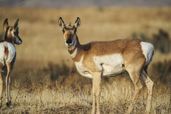 Navigating the 2024 Minnesota Deer Hunting Season: Your Comprehensive Handbook