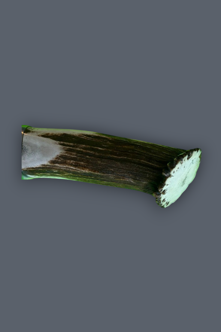 A natural antler or bone-like decorative piece with dark brown striations and pale greenish-white ends, shown on a plain dark gray background.